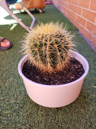 Cactus Asiento de Suegra