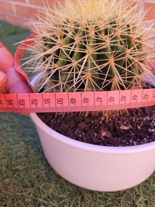 Cactus Asiento de Suegra