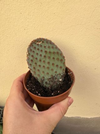 Opuntia Santa Rita Cactus