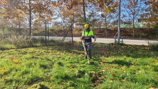 Servicios de jardinería económicos