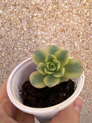 Aeonium Florence