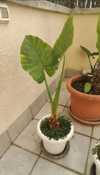 Alocasias varios precios