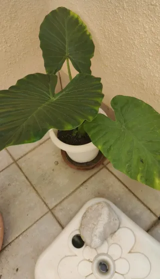 Alocasias varios precios