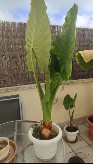 Alocasias varios precios