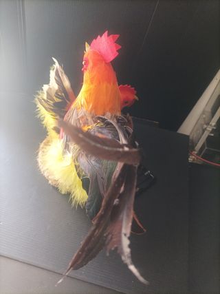 Ninho Galo e Galinha Eletrónico