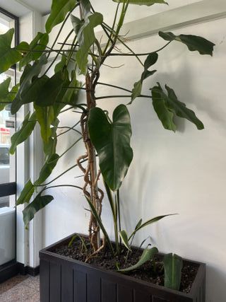 Philodendron Burle Max
