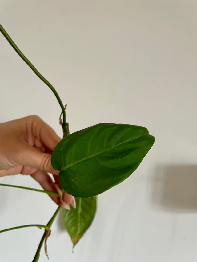 Philodendron Sharoniae