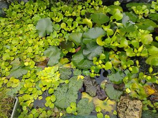 Plantas flotantes para estanque