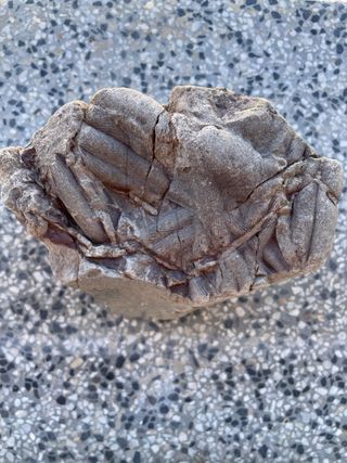 Cruciana Fosil
