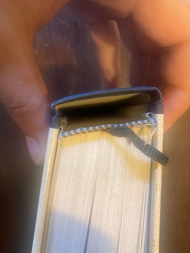 Guida pratica ai funghi spontanei in Italia