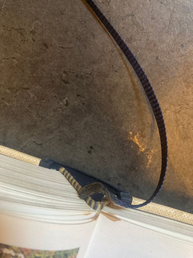 Guida pratica ai funghi spontanei in Italia