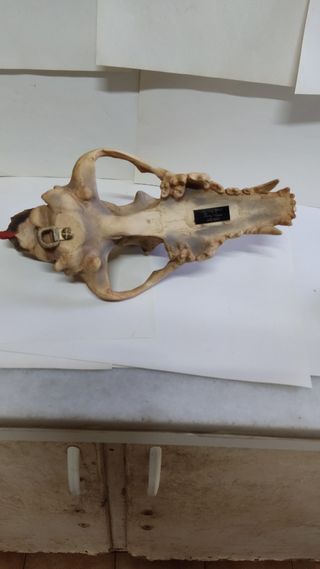 Figura Arte Indio Americano Lobo