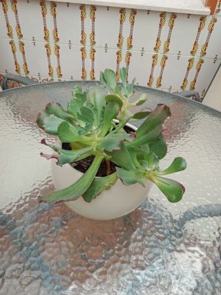 Planta Suculenta con Maceta Cerámica