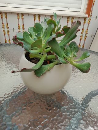 Planta Suculenta con Maceta Cerámica