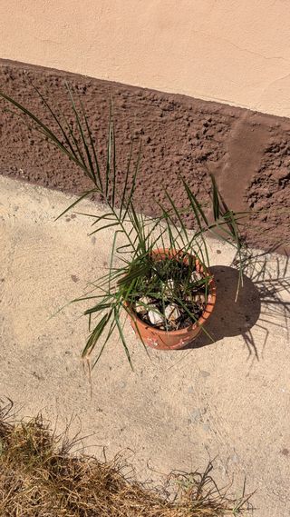 2 Palmeras Canarias en Maceta