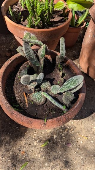 Varios cactus y suculentas en macetas