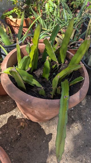 Varios cactus y suculentas en macetas