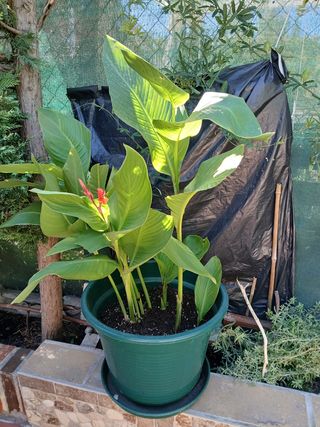 CAÑA DE INDIAS. Planta en maceta.