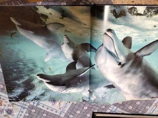 Colección National Geographic DVD