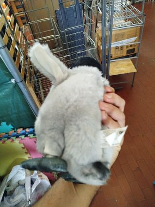 Pinguino Happy Feet Mumble che canta e balla