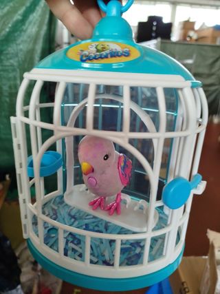 Cocoritos in gabbia che canta