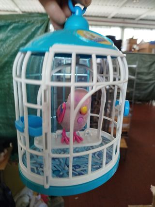 Cocoritos in gabbia che canta