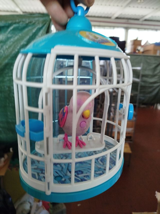 Cocoritos in gabbia che canta