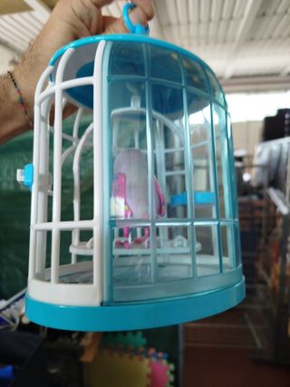 Cocoritos in gabbia che canta