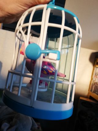 Cocoritos in gabbia che canta