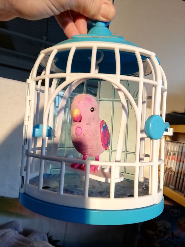 Cocoritos in gabbia che canta