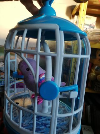 Cocoritos in gabbia che canta