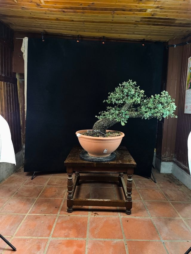 Bonsai Quercus Ilex