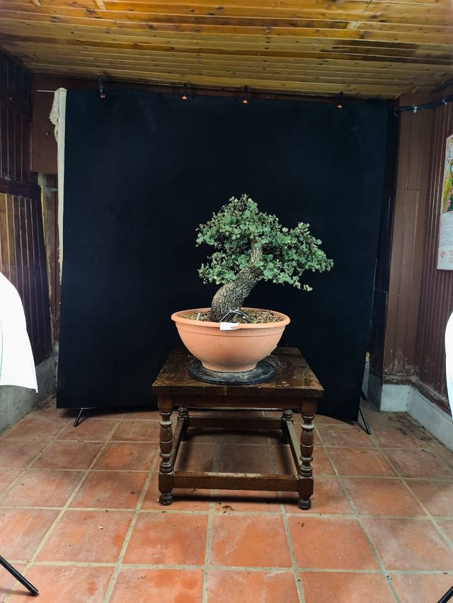 Bonsai Quercus Ilex