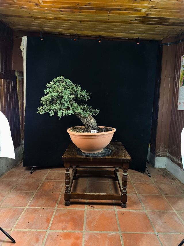 Bonsai Quercus Ilex