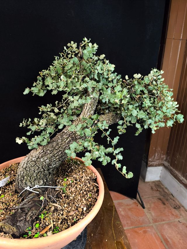Bonsai Quercus Ilex
