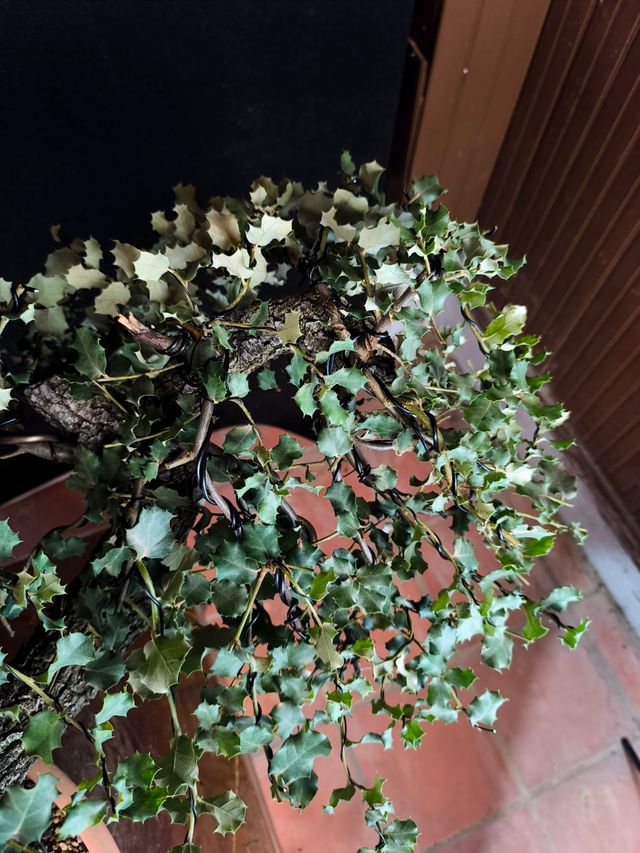 Bonsai Quercus Ilex
