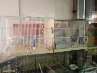 Pajarera para canarios