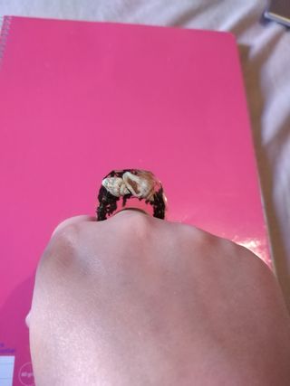 Anillo de resina con caracolas