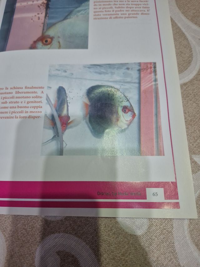 Libro Discus: La Nuda Verità