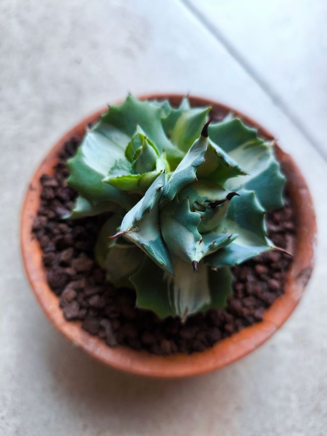 Agave Isthmensis 'Ohi Raijin Shiro Fukurin'