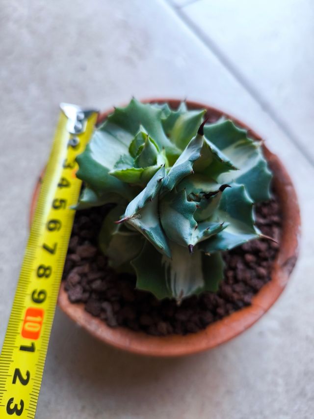 Agave Isthmensis 'Ohi Raijin Shiro Fukurin'