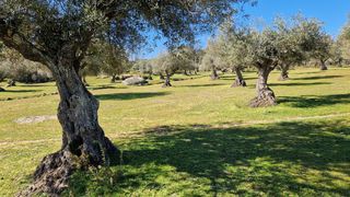 Finca rústica en Valencia de Alcántara