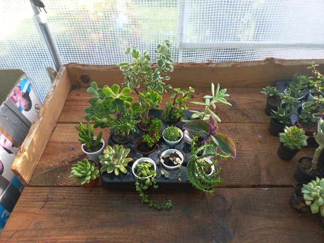 Lote 14 Suculentas + 1 incenso