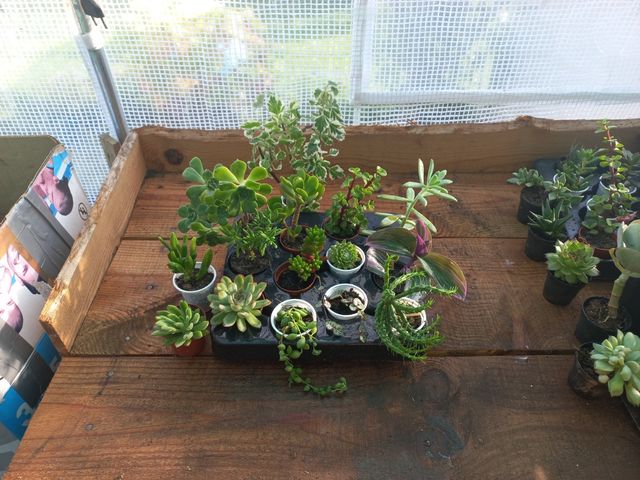 Lote 14 Suculentas + 1 incenso