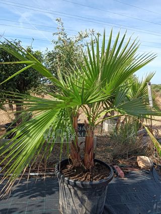 Washingtonia multitronco