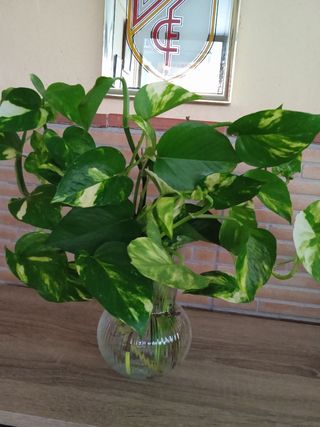 Poto en agua con jarrón de cristal