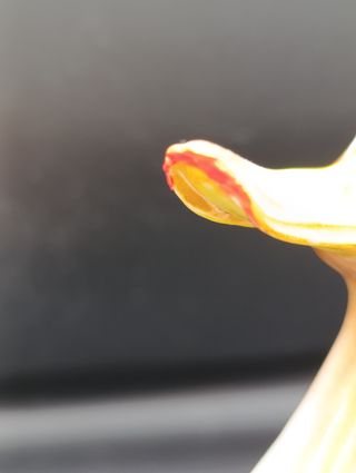 Figura Pato Porcelana Algora