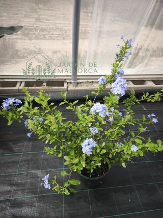 Plumbago azul