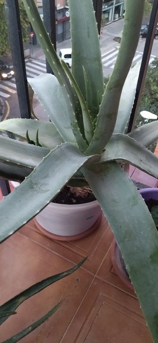 Hojas de Aloe Vera