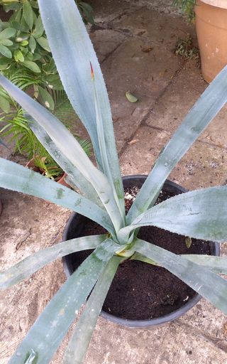 Agave Tequilana Pianta Succulenta